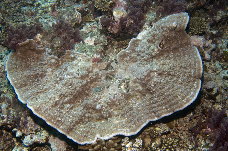 Montipora caliculata